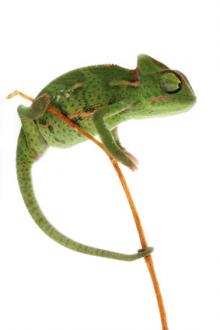 chameleon jemensky