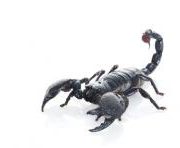 skorpion kralovsky